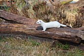 Short-tailed Weasel (Mustela erminea) in winter coat, Germany