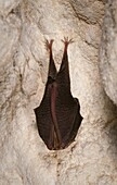 Lesser Horseshoe Bat (Rhinolophus hipposideros) hibernating, France