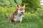 Red Fox (Vulpes vulpes), Europe