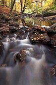 Stream through forest, Ardennes, Belgium