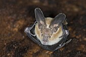 Slit-faced Bat (Nycteris sp) in a hollow tree, Janjanbureh, Gambia