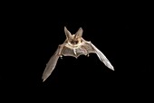 Brown Big-eared Bat (Plecotus auritus) flying, Venray, Netherlands
