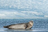 Common Seal (Phoca vitulina) lying in shallow water at edge of ice sheet, Jokulsarlon, Iceland