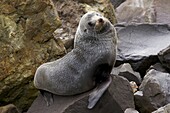 New Zealand Fur Seal (Arctocephalus forsteri), New Zealand