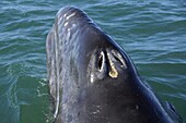 Gray Whale (Eschrichtius robustus) calf breathing through open blowhole at surface, San Ignacio Lagoon, Baja California, Mexico