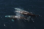 Gray Whale (Eschrichtius robustus) trio migrating, Baja California, Mexico
