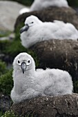 Black-browed Albatross (Thalassarche melanophrys) chicks on nests, Falkland Islands