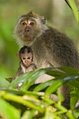 Long-tailed Macaque (Macaca fascicularis) mother nursing young, Tawau Hills Park, Sabah, Borneo, Malaysia