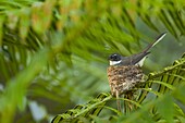 Pied Fantail (Rhipidura javanica) on nest, Tawau Hills Park, Sabah, Borneo, Malaysia