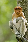 Proboscis Monkey (Nasalis larvatus) juvenile in tree, Sabah, Borneo, Malaysia