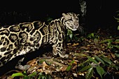 Sunda Clouded Leopard (Neofelis diardi) male in lowland rainforest at night, Tawau Hills Park, Sabah, Borneo, Malaysia