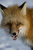 Red Fox (Vulpes vulpes) licking its mouth, Alaska