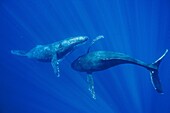 'Humpback Whale (Megaptera novaeangliae) males interacting, Maui, Hawaii - notice must accompany publication; photo obtained under NMFS permit 13846'