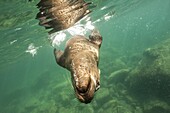 California Sea Lion (Zalophus californianus) playing underwater, Baja California, Mexico