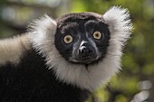 Black And White Ruffed Lemur (Varecia variegata variegata), native to Madagascar