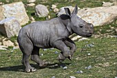 White Rhinoceros (Ceratotherium simum) calf running, native to Africa