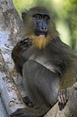 Mandrill (Mandrillus sphinx) juvenile male, native to Africa