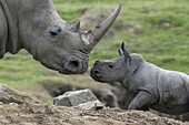 White Rhinoceros (Ceratotherium simum) mother with calf, native to Africa