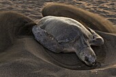 Olive Ridley Sea Turtle (Lepidochelys olivacea) female digging nest on beach in which to lay eggs, Ostional Beach, Costa Rica