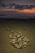Olive Ridley Sea Turtle (Lepidochelys olivacea) hatchlings emerging from nest and making their way to the sea at sunrise, Ostional Beach, Costa Rica