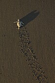 Olive Ridley Sea Turtle (Lepidochelys olivacea) hatchling on its way to the sea after emerging from its egg, Ostional Beach, Costa Rica