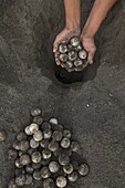Olive Ridley Sea Turtle (Lepidochelys olivacea) eggs harvested by villagers with permission of conservation program designed to discourage poaching, Ostional Beach, Costa Rica