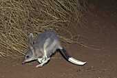 Bilby (Macrotis lagotis) jumping, native to Australia
