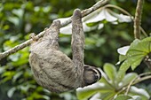 Pale-throated Three-toed Sloth (Bradypus tridactylus) hanging from branch, native to South America