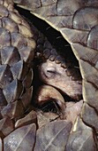 Malayan Pangolin (Manis javanica) sleeping, southeast Asia