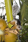 Variegated Squirrel (Sciurus variegatoides) feeding on coconut, Guanacaste, Costa Rica