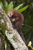 Rothschild's Porcupine (Coendou rothschildi) juvenile, La Marina Wildlife Rescue Center, Costa Rica