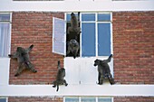 Chacma Baboon (Papio ursinus) group raiding apartment building, South Africa