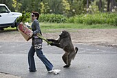 Chacma Baboon (Papio ursinus) stealing rhubarb from shopper, Cape Town, South Africa. Sequence 2 of 6