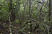 Lianas in tropical rainforest, Barro Colorado Island, Panama