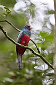 Slaty-tailed Trogon (Trogon massena), Barro Colorado Island, Panama