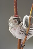 Common Redpoll (Carduelis flammea), Alaska