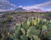 Opuntia (Opuntia sp) cactus, Chisos Mountains, Big Bend National Park, Chihuahuan Desert, Texas