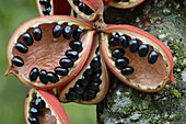 Kelumpang Sarawak (Sterculia megistophylla) split open fruit revealing shiny seeds, Sepilok Forest Reserve, Borneo, Malaysia