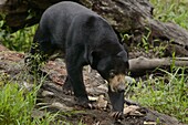 Sun Bear (Helarctos malayanus) juvenile, Matang Wildlife Centre, Kubah National Park, Borneo, Malaysia