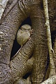 Spectral Tarsier (Tarsius tarsier) in tree, Tangkoko Nature Reserve, Indonesia