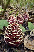 Ginger (Zingiber longipedunculatum) inflorescences on forest floor, Bario, Sarawak, Borneo, Malaysia