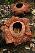 Rafflesia (Rafflesia keithii) pair flowering, largest flower in the world, Sabah, Borneo, Malaysia