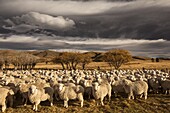 Merino Sheep (Ovis aries) flock, Central Otago, New Zealand