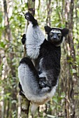 Indri (Indri indri) mother and five week old infant, eastern Madagascar