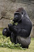 Western Lowland Gorilla (Gorilla gorilla gorilla) silverback feeding on leaves, native to central Africa