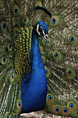 Indian Peafowl (Pavo cristatus) male displaying tail feathers, native to Asia