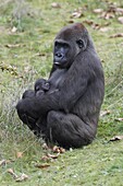 Western Lowland Gorilla (Gorilla gorilla gorilla) mother holding sleeping infant, Arnhem, Netherlands