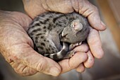 Small-spotted Genet (Genetta genetta) young held by biologist Vivian Wilson, Chipangali Wildlife Orphanage, Bulawayo, Zimbabwe