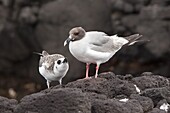 Swallow-tailed Gull (Creagrus furcatus) mother and begging chick, South Plaza Island, Galapagos Islands, Ecuador