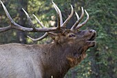 Elk (Cervus elaphus) bull bugling, nothern Rocky Mountains, Canada